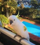 Clive the cockatoo in Neutral Bay