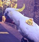 Columbus the cockatoo: Enjoying all the big city has to offer.